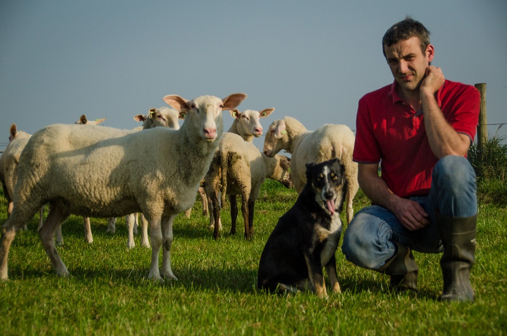 Gerrit Boonzaaier met schapen